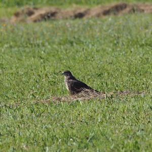 Black Kite