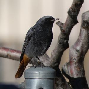 Black Redstart