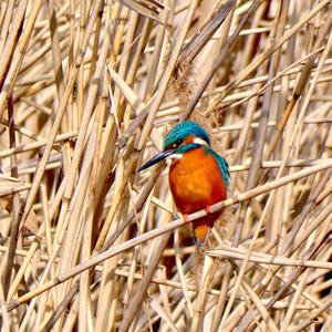 Eisvogel