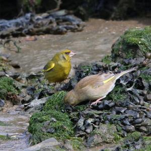 European Greenfinch