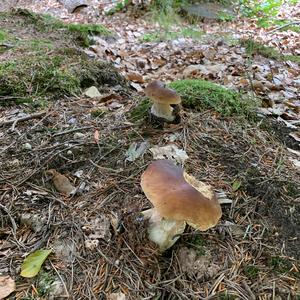 King Bolete