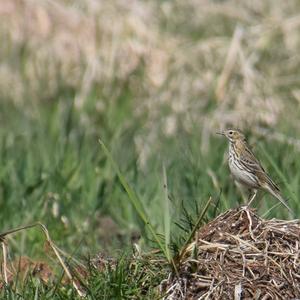 Eurasian Skylark