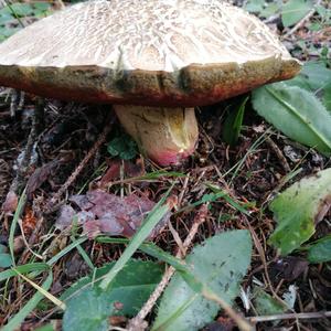 Lurid Bolete