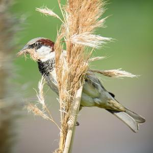 House Sparrow