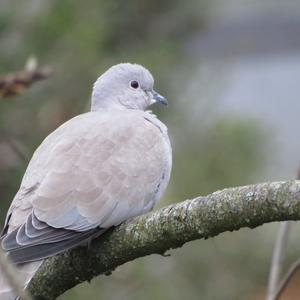 Eurasian Collared-dove