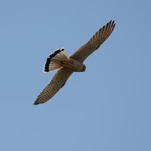 Common Kestrel