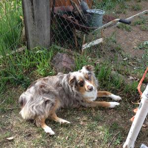 Australian Shepherd