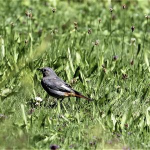 Black Redstart