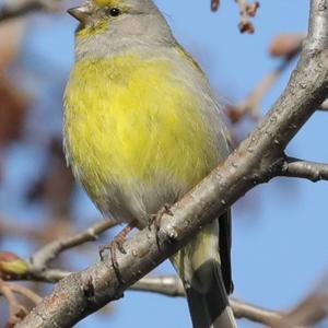 Alpine Citril Finch