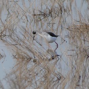 Black-winged Stilt