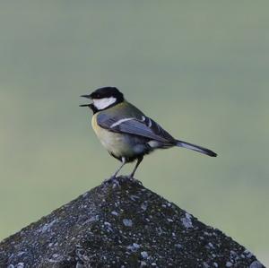 Great Tit