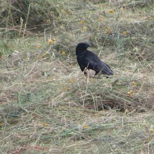 Carrion Crow