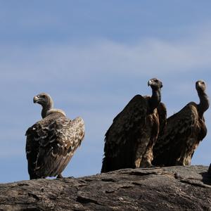 White-backed Vulture