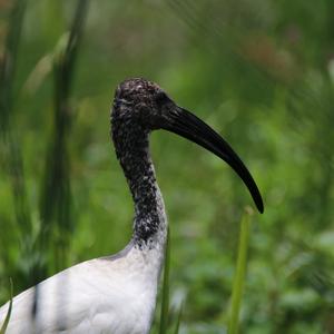 African Sacred Ibis