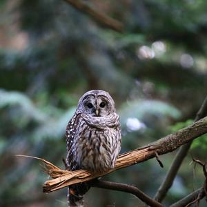 Barred Owl