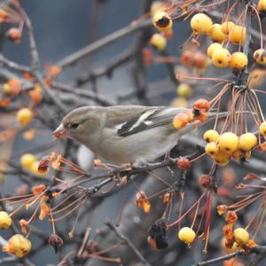 Eurasian Chaffinch