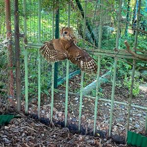 Tawny Owl