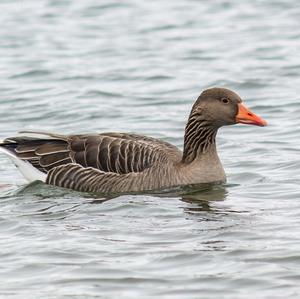 Greylag Goose