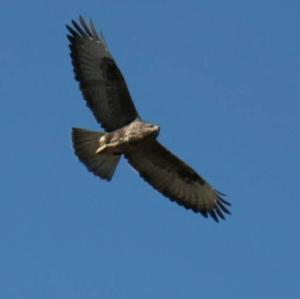 Common Buzzard