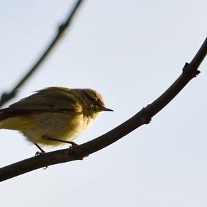 Common Chiffchaff