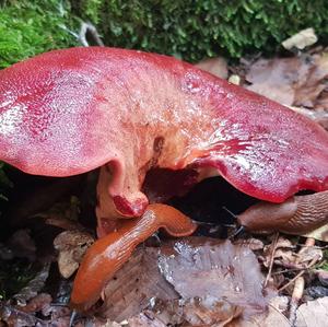 Beefsteak Polypore