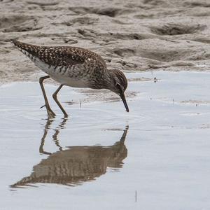 Wood Sandpiper