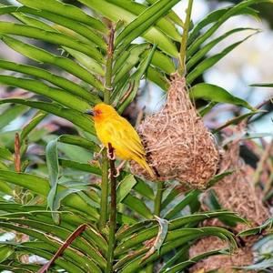 Golden Palm Weaver