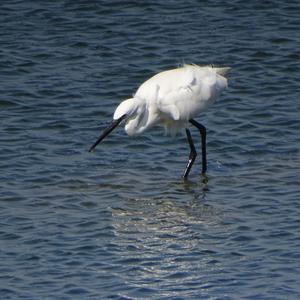 Little Egret