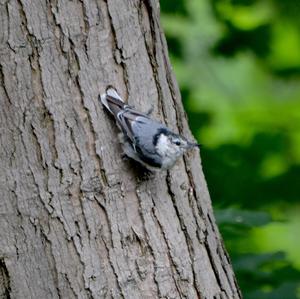 White-breasted Nuthatch