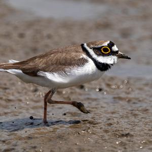 Little Ringed Plover