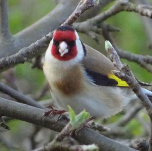 European Goldfinch