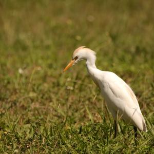 Cattle Egret