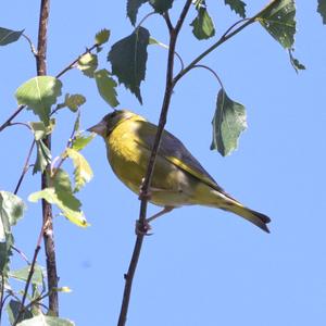 European Greenfinch