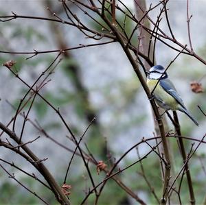 Blue Tit