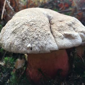 Scarlet-stemmed Bolete