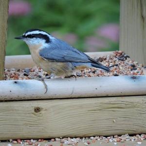 Red-breasted Nuthatch