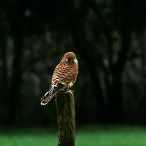 Common Kestrel