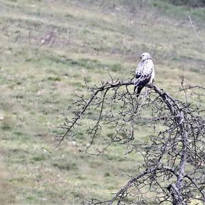 Common Buzzard