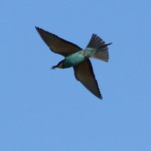 European Bee-eater