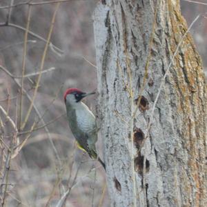 Eurasian Green Woodpecker