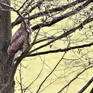 Common Buzzard