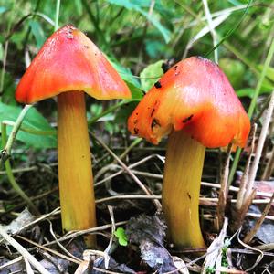 Blackening Wax-cap