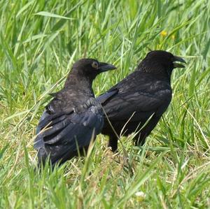 Carrion Crow