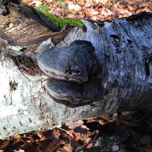 Tinder Polypore