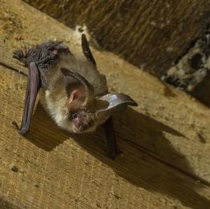 Common Pipistrelle