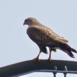 Common Buzzard