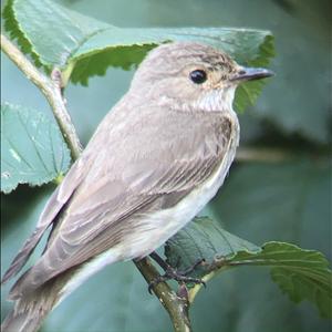 Spotted Flycatcher