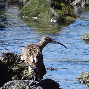 Eurasian Curlew