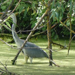 Grey Heron