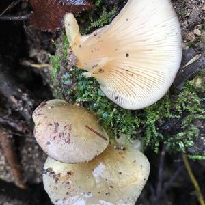 Late Fall Oyster